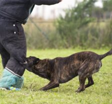 Do You Need to File a Lawsuit After a Dog Bite Injury How to Prevent Them