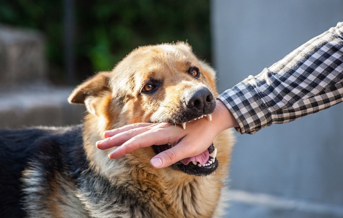 Dog Bite Laws in San Jose