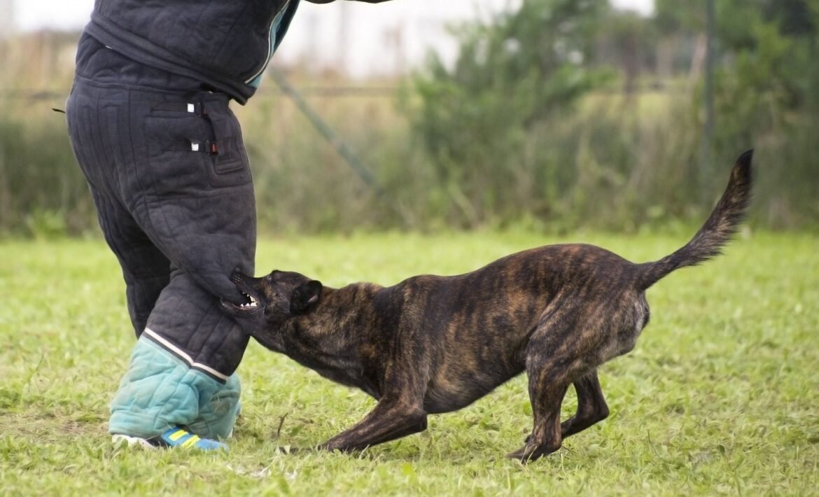 dog bite injury lawyer in San jose
