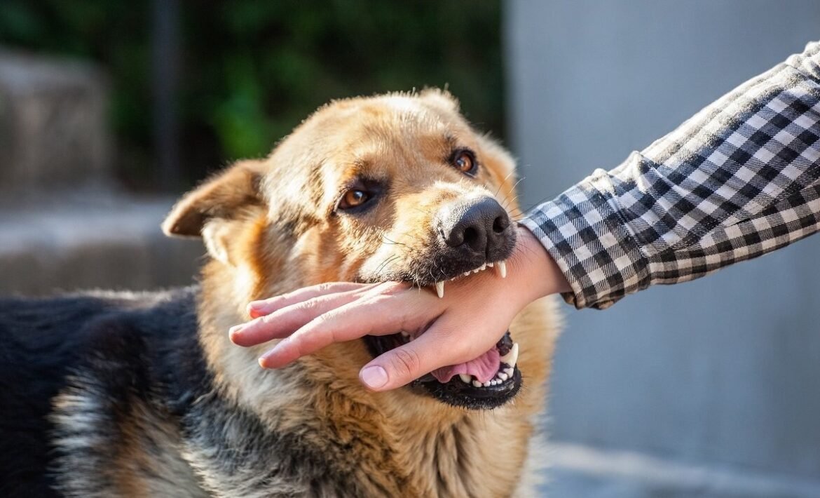 dog bite injury lawyers in San Jose