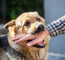dog bite injury lawyers in San Jose